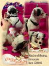 chihuahua maschietto minuscolo, italiano pagabile a rate