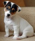 jack russell perfetti, italiani, pagabili a rate