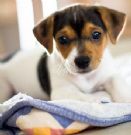 jack russell ,italiani ,pagabili a rate