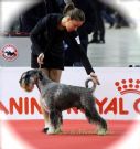cuccioli schnauzer medio pepe e sale