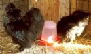 galline moroseta