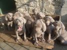 weimaraner cuccioli