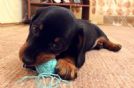 cuccioli di bassotto