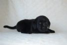 cuccioli labrador nero