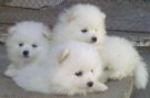 cuccioli di spitz