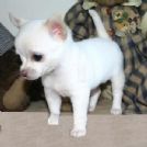 chihuahua cuccioli disponibbili