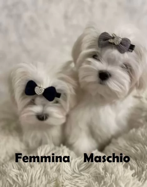 Maltese cuccioli toy