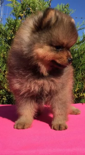 Pomerania toy cuccioli volpino | Foto 2