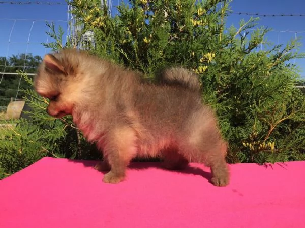 Pomerania toy cuccioli volpino | Foto 1