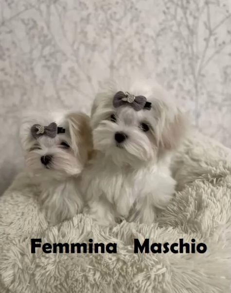 Maltese cuccioli toy e nani | Foto 0