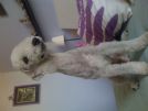 cercò femmina di bedlington terrier per accoppiamento