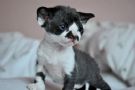 bellissimi gattini devon rex
