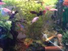 acquario completo con pesci e piante