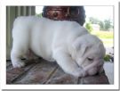 bulldog inglese