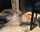 dolce gattina rossa 3 anni cerca casa urgentemente