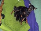 zwergpinscher italiani