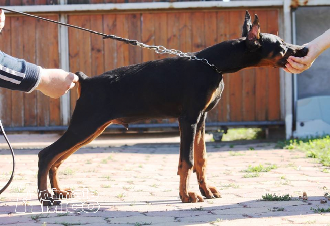 Dobermann Con Orecchie E Coda Tagliate In Vendita