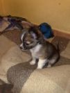 chihuahua pelo lungo di 3 mesi