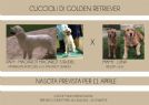 cuccioli di golden retriever ragusa