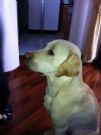 accoppiamento labrador