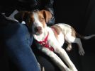 charlie, cucciolo di 4 mesi