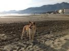 honey, simil akita di 2 anni in adozione