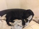 cuccioli di labrador neri o miele