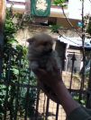 disponibili cuccioli di splitz