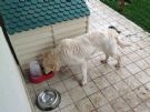 cucciolo 6 mesi incrocio golden retriever