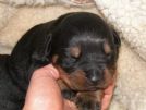 cuccioli rottweiler