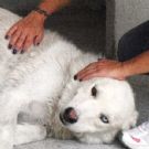 <celestino mix maremmano 6/7 anni