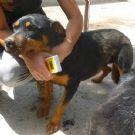amanda 3 anni - mix rottweiller ma di taglia medio contenuta