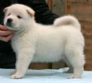 regalo splendida cuccioli di akita inu..