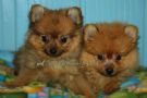 disponibili cuccioli di spitz toy