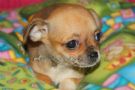 a disposizione cuccioli di chihuahua toy