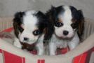 a disposizione cuccioli di cavalier king