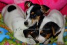 a disposizione cuccioli di jack russel