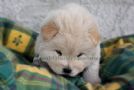 a disposizione cuccioli di chow chow