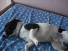 adozione amico del cuore