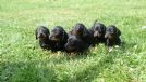 splendidi cuccioli di bassotto tedesco nani e kaninchen