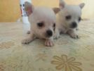 cuccioli chihuahua