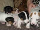 cuccioli jack russel con pedigree