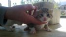 bellissimi gattini!