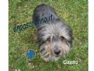 gigetto cerca adozione in lombardia