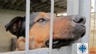 leo cerca adozione in lombardia
