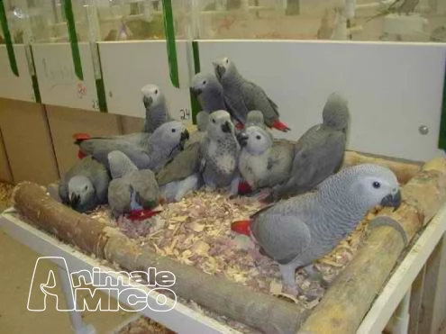 pappagalli riproduzione