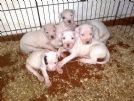 splendidi cuccioli di dogo argentino