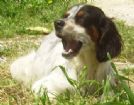 luna femmina di setter inglese di un anno circa