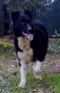 billy meticcio maschio sterilizzato da adottare