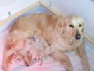 cuccioli golden retriever con pedigree
